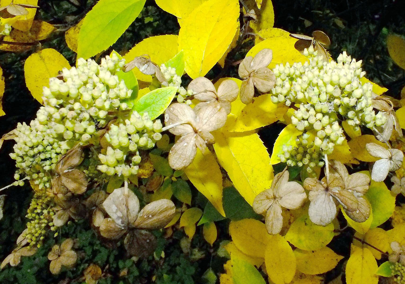 Hortenzie popelavá 4