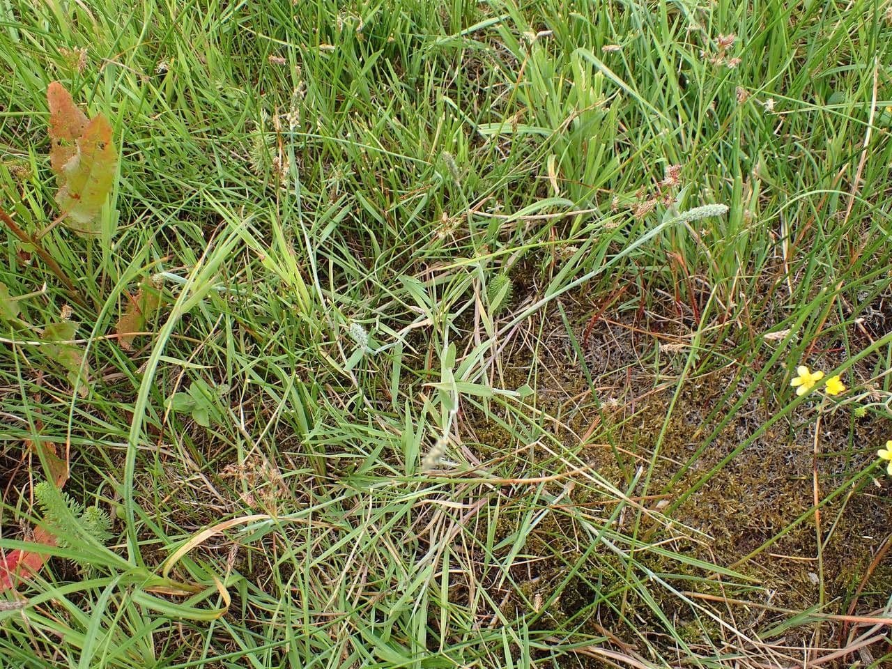 Marsh foxtail 15
