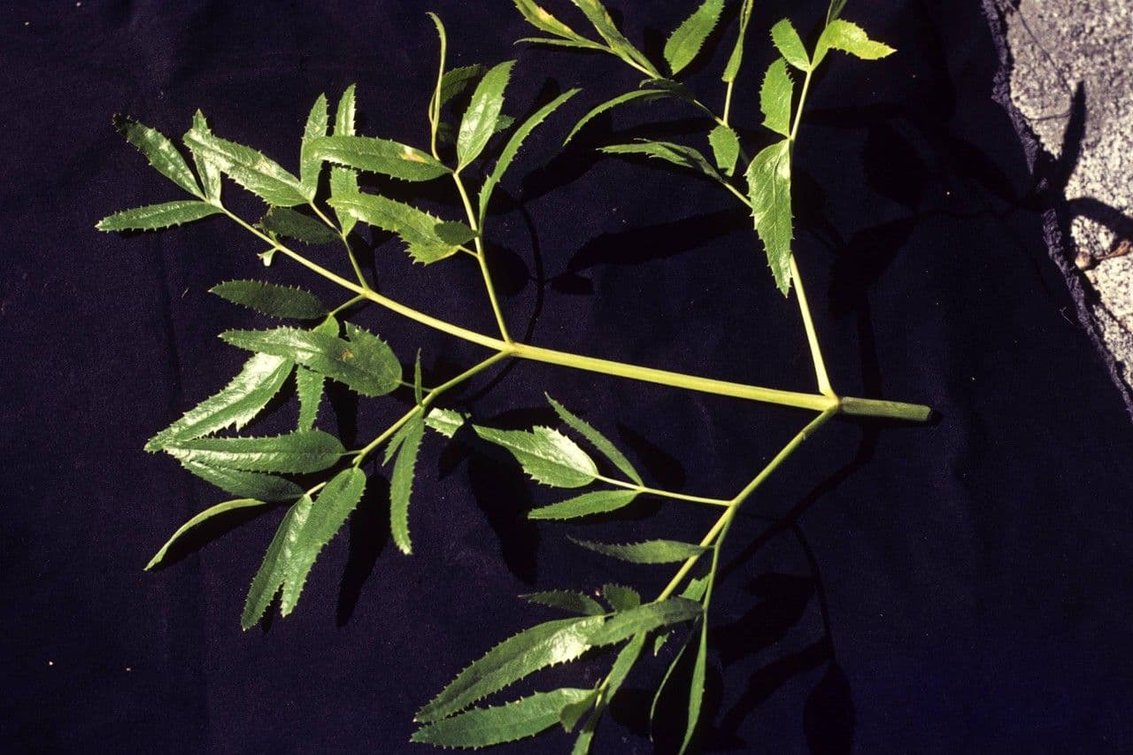 Oxypolis 10