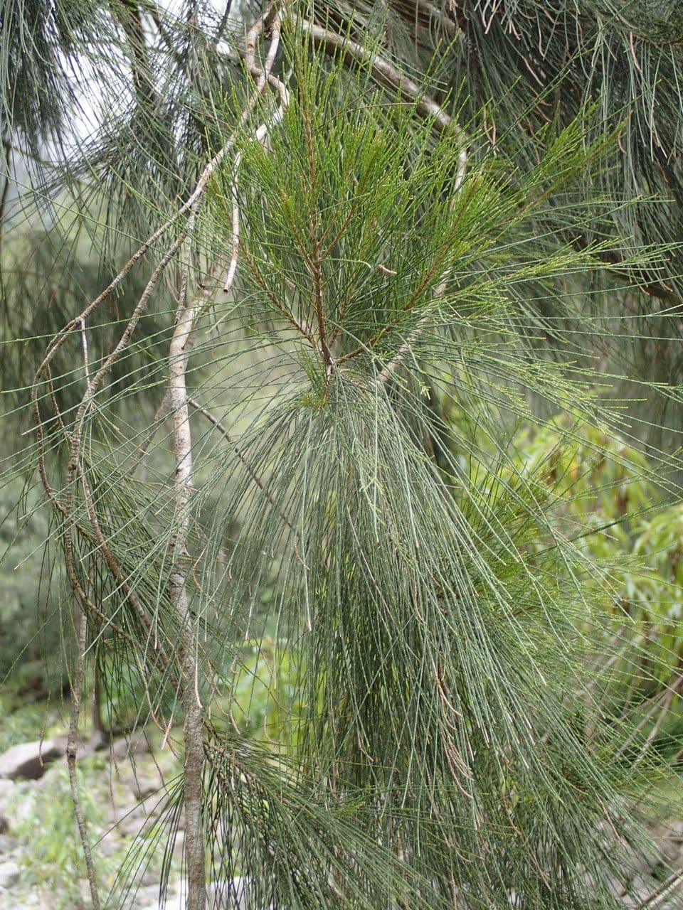 Casuarina di Cunningham 27