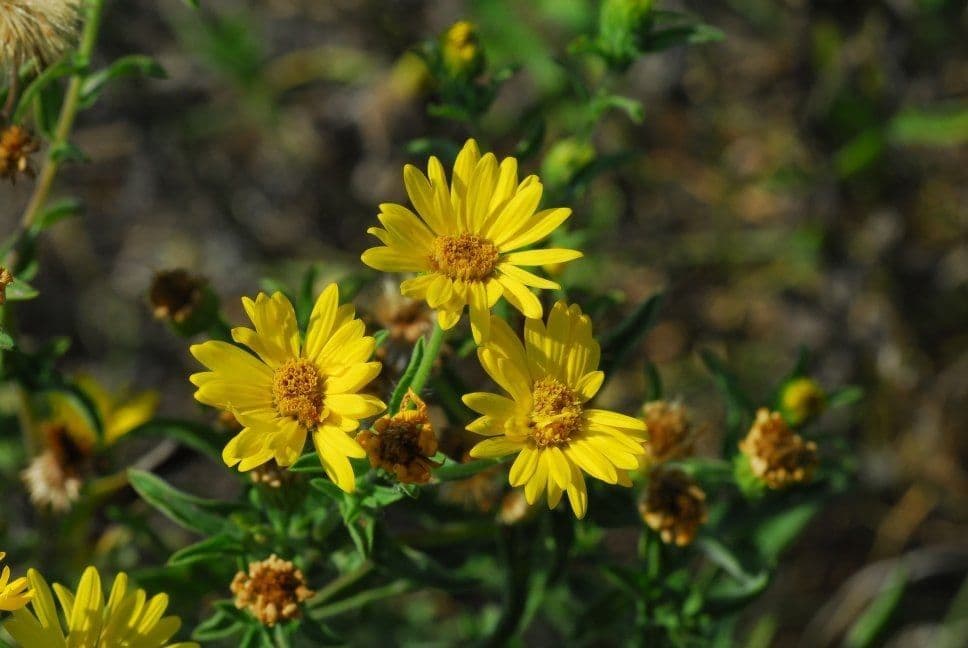 Heterotheca 11