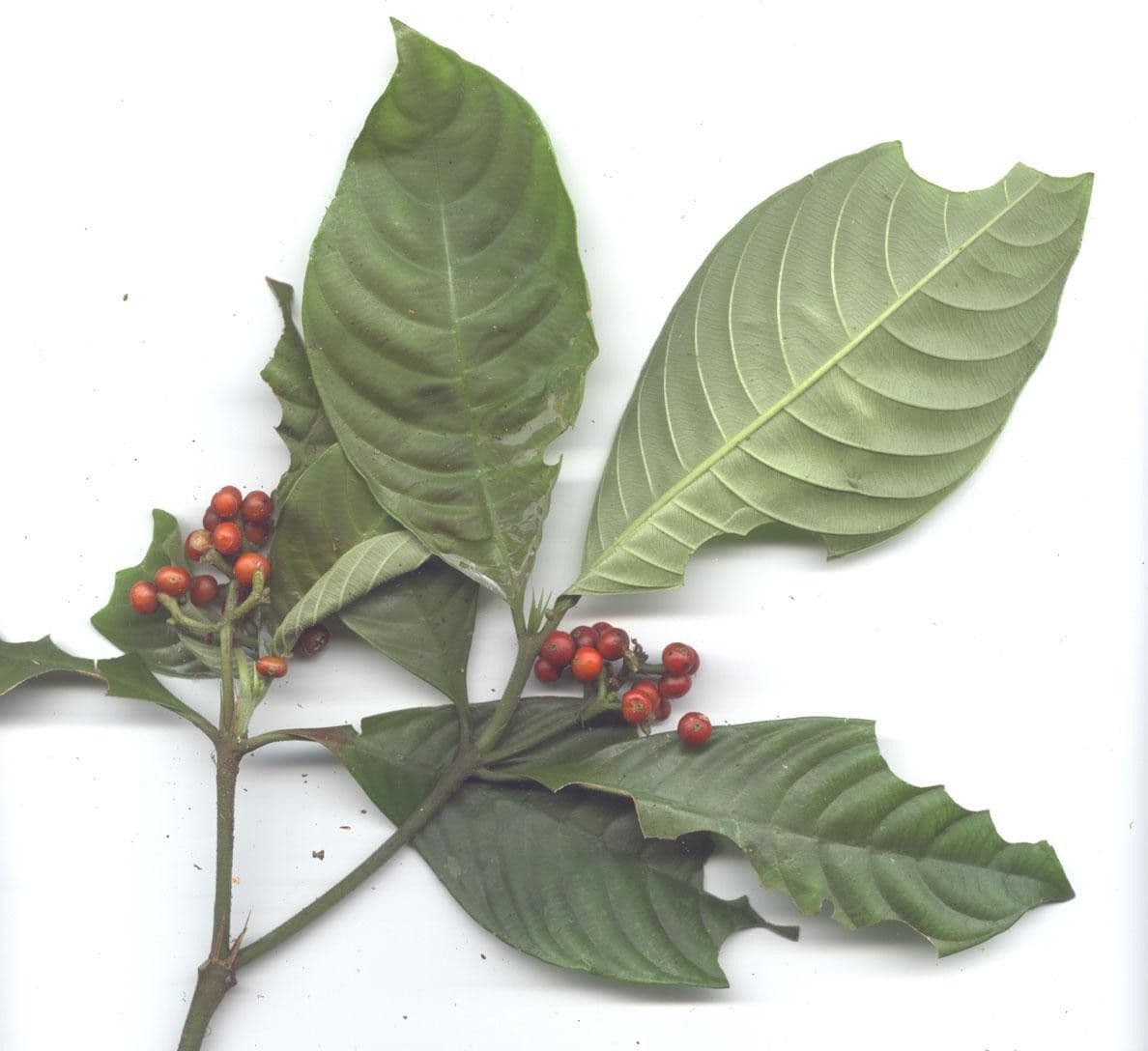 Psychotria 23