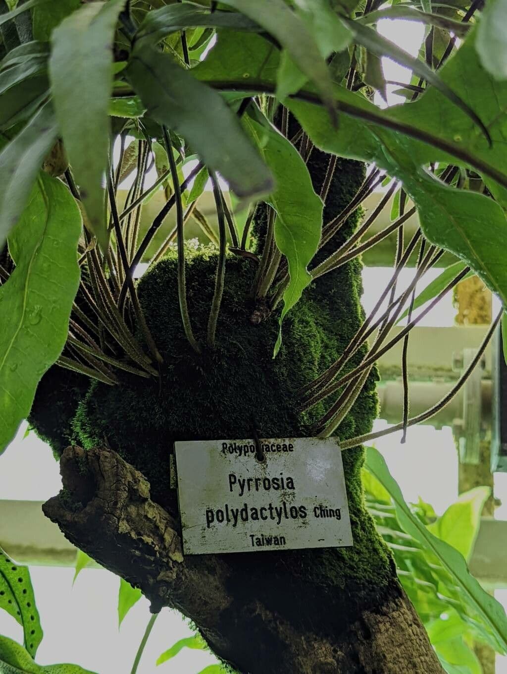 Pyrrosia 3