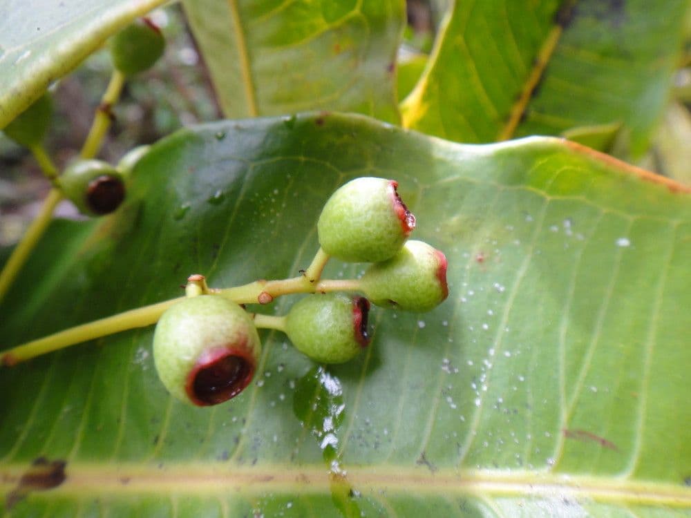 Syzygium