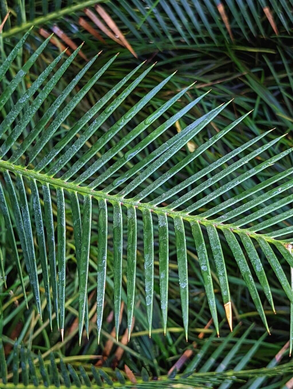 Dioon 2