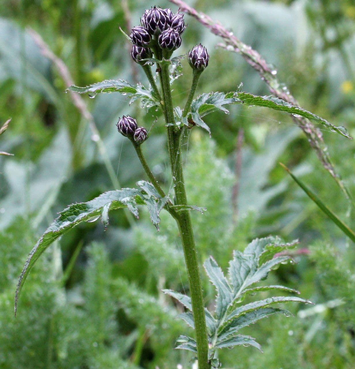Serratula comune 30