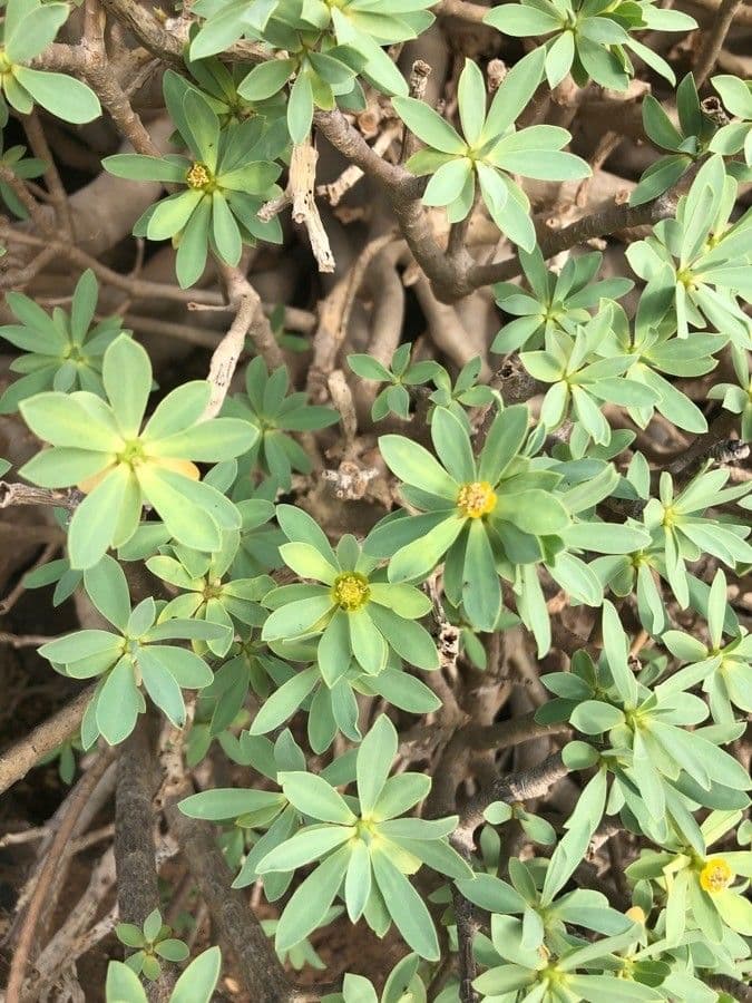 Balsam-Wolfsmilch 10