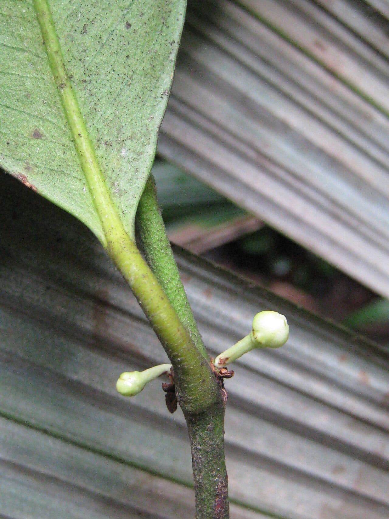 Bentham-Garcinia 12