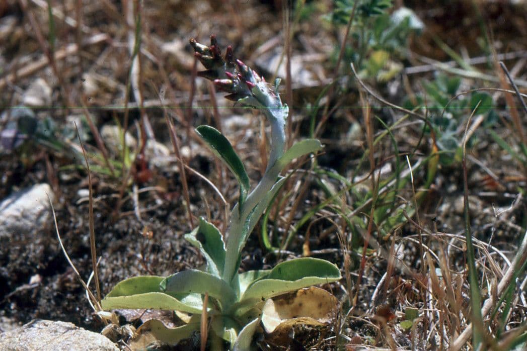 Gnaphalium americano 13