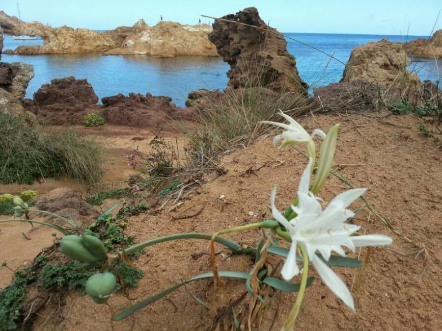 Pankracjum nadmorskie 8