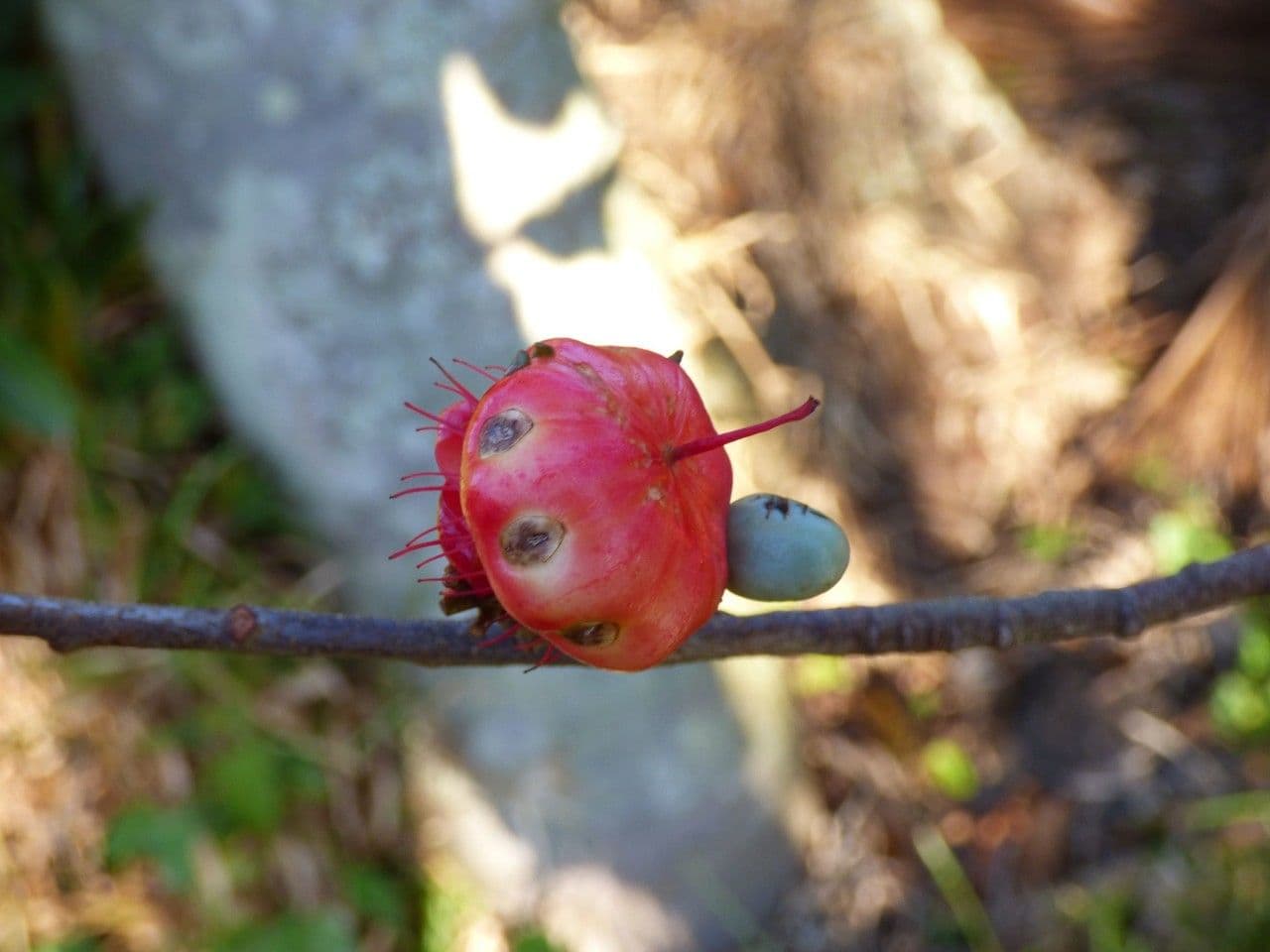 Ochna 3