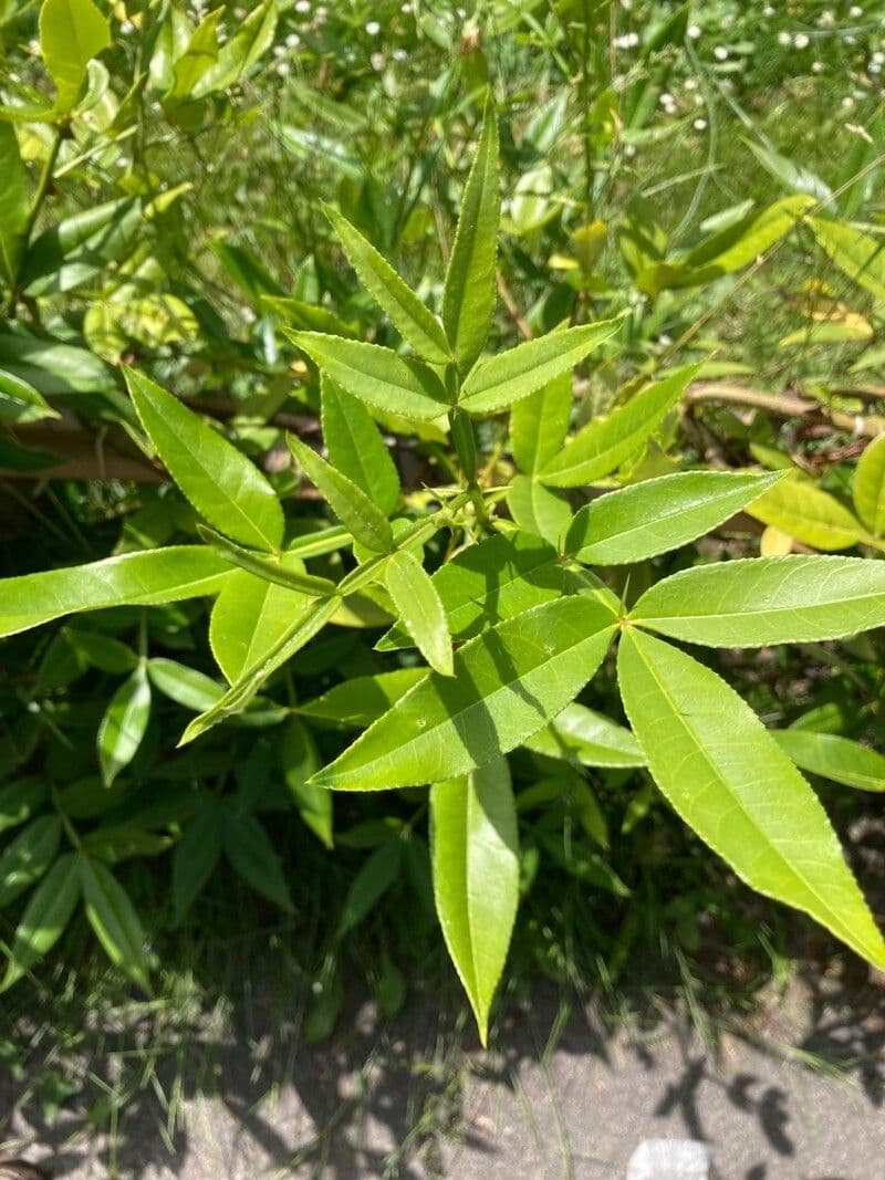 Zanthoxylum 15