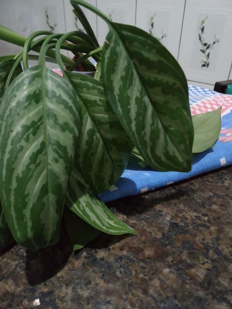 Aglaonema 7