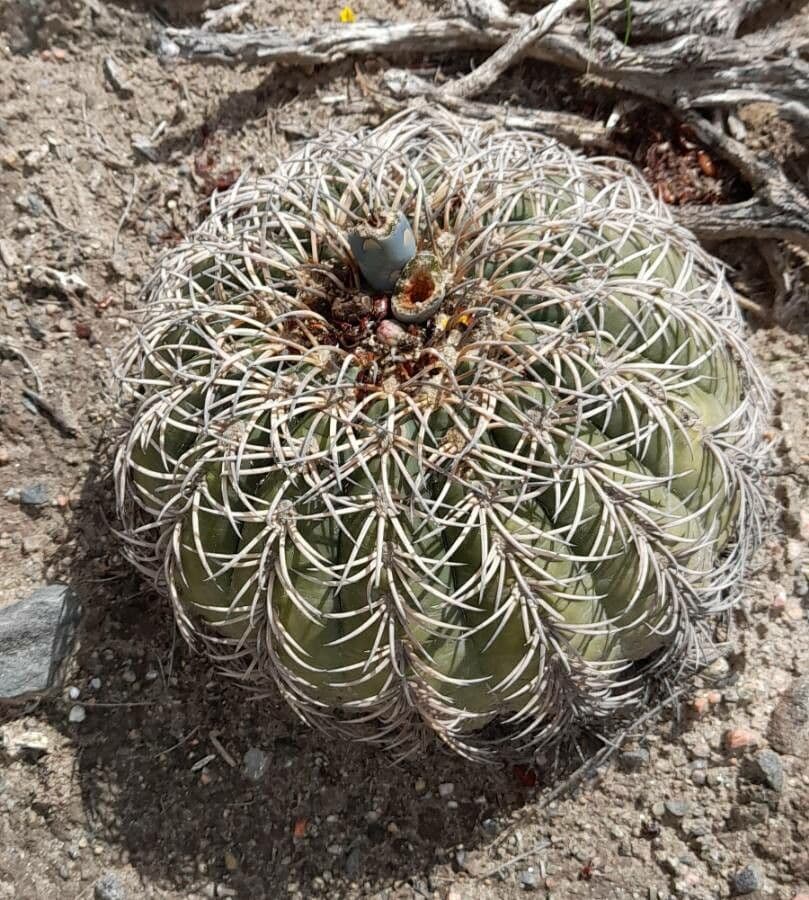 Gymnocalycium 4