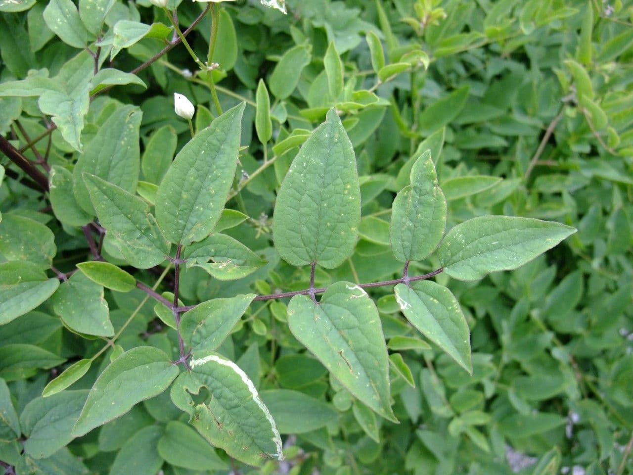 Clematis 10