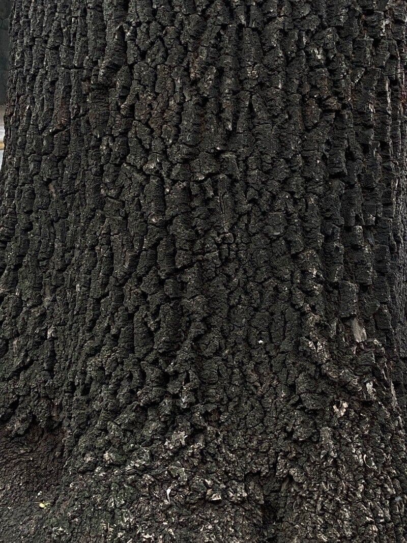 Diospyros 10