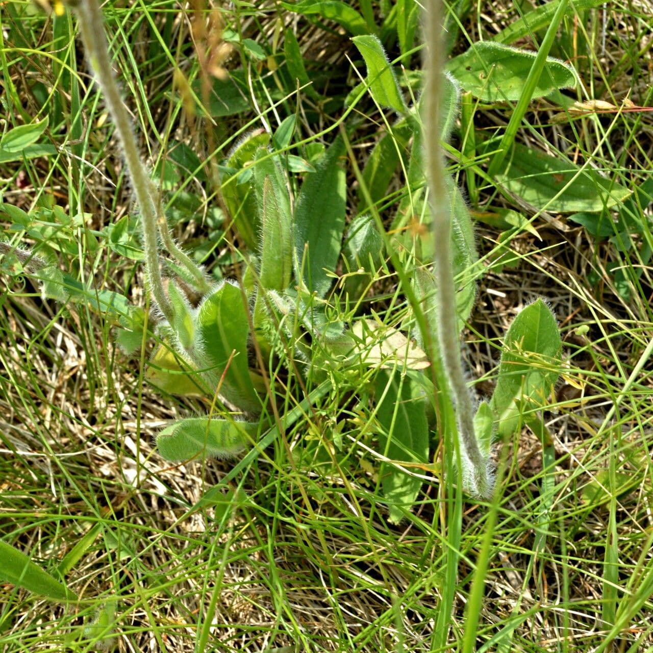 Pilosella caespitosa 18