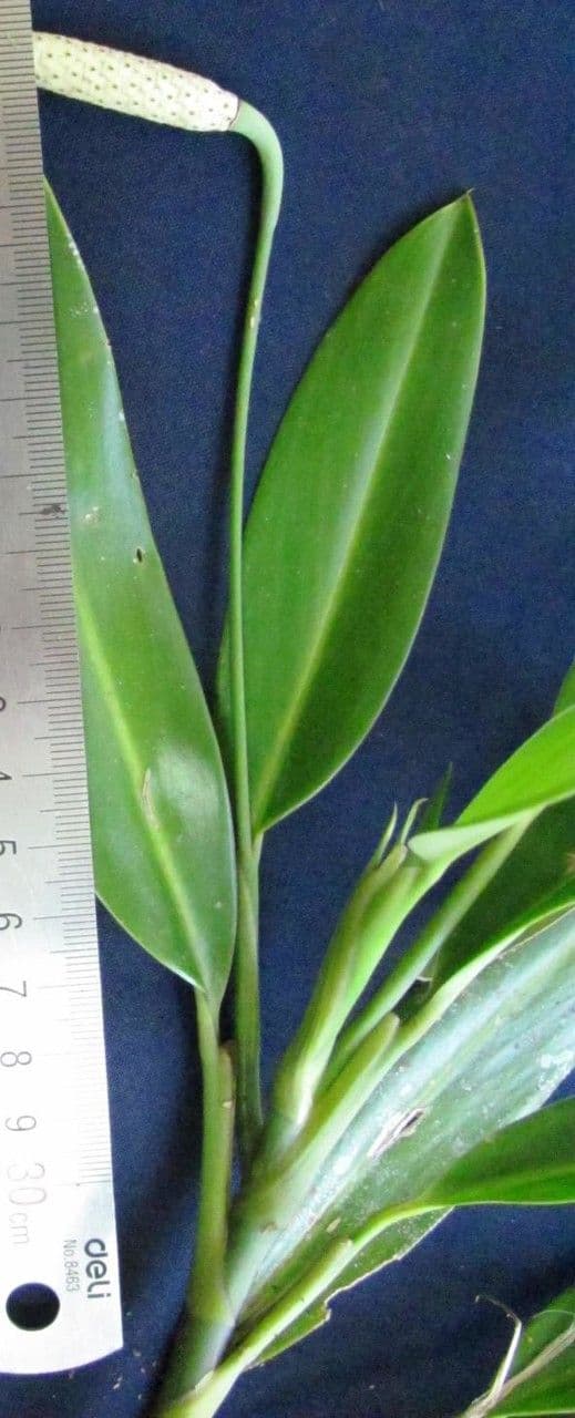 Stenospermation angustifolium 4