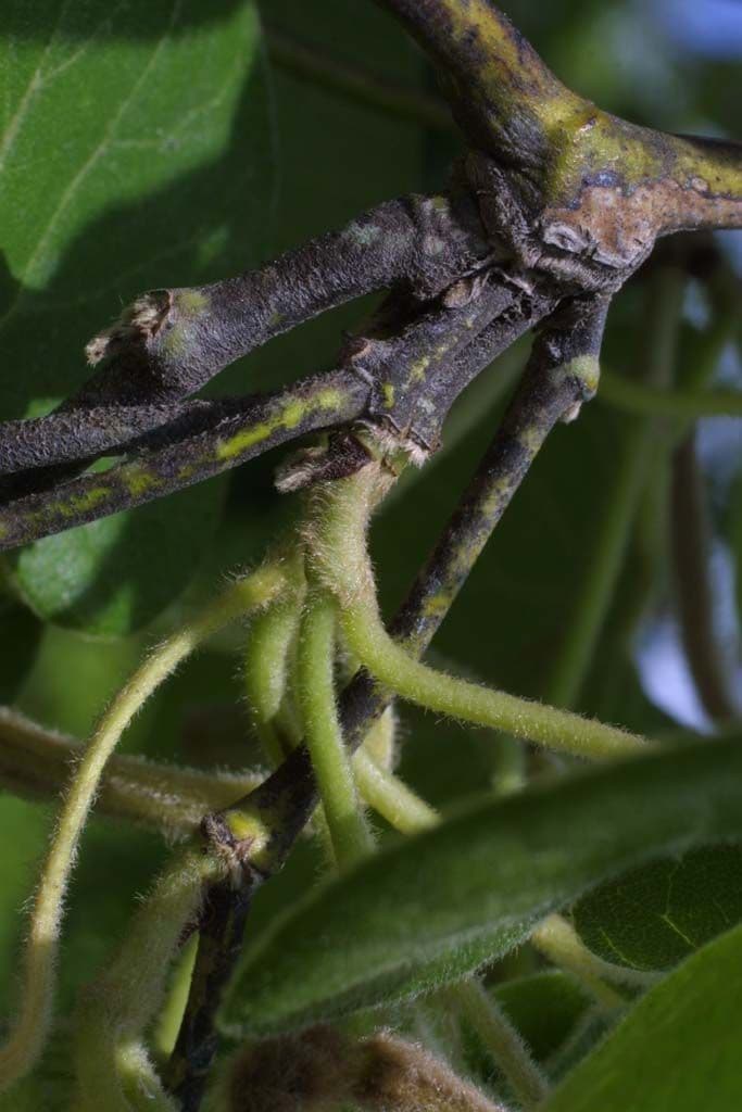 Aristolochia 14