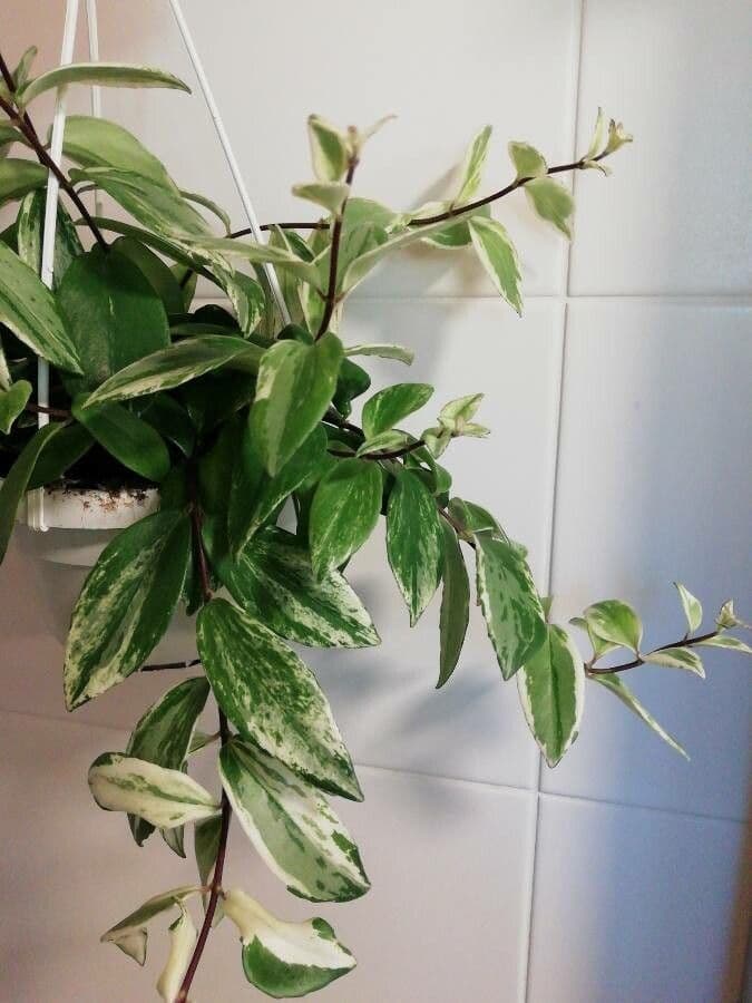 Pianta cesto 2