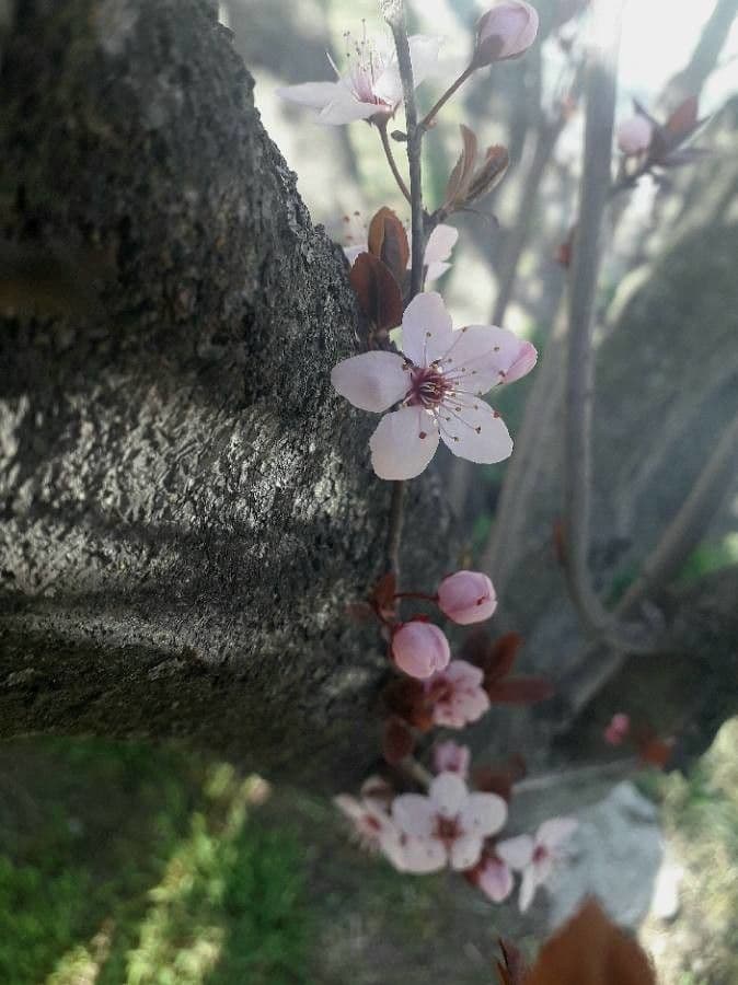 Mirabolano 6