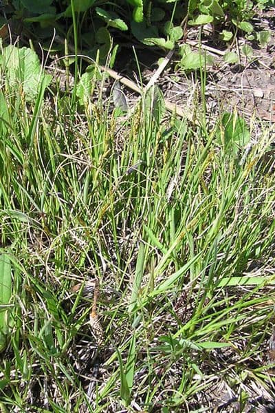 Junco dioico 2