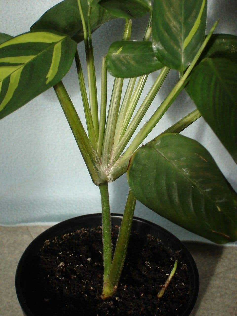 Ctenanthe 11