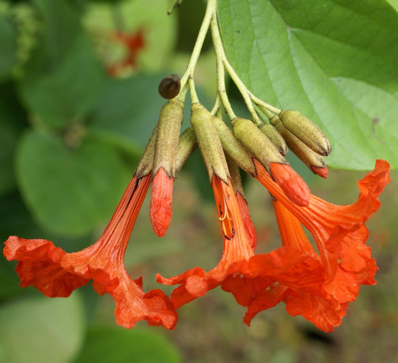 Cordia 7