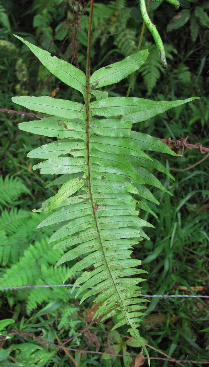 Serpocaulon