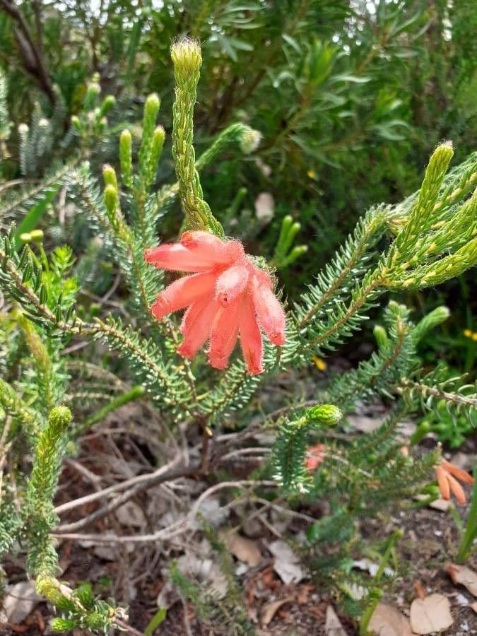 Wrzos cerintoides