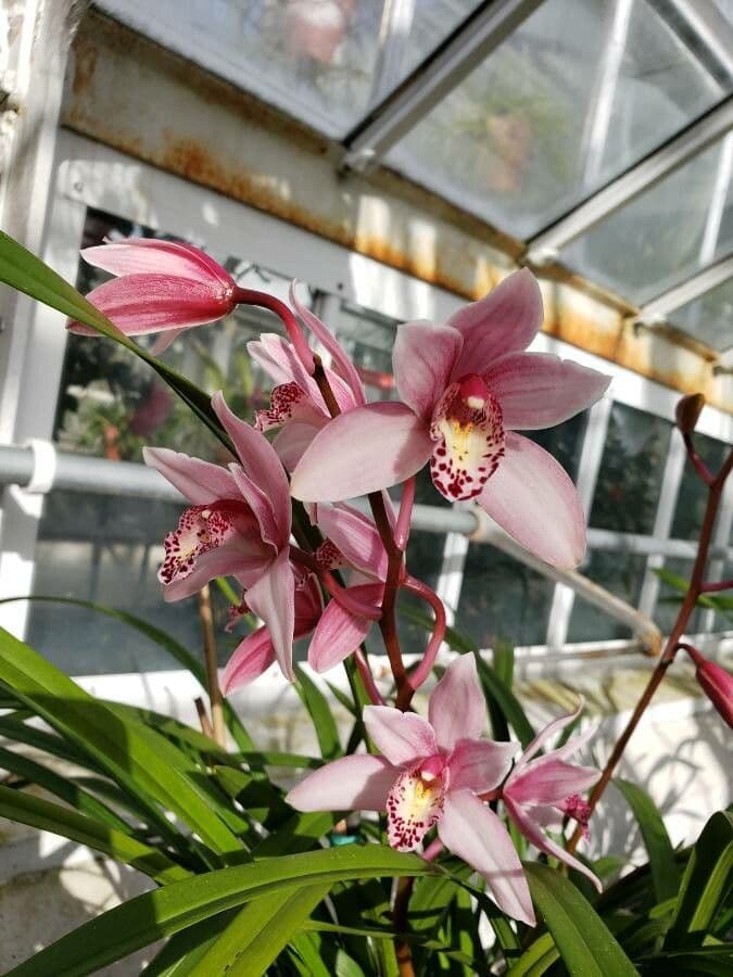 Orchidea 3