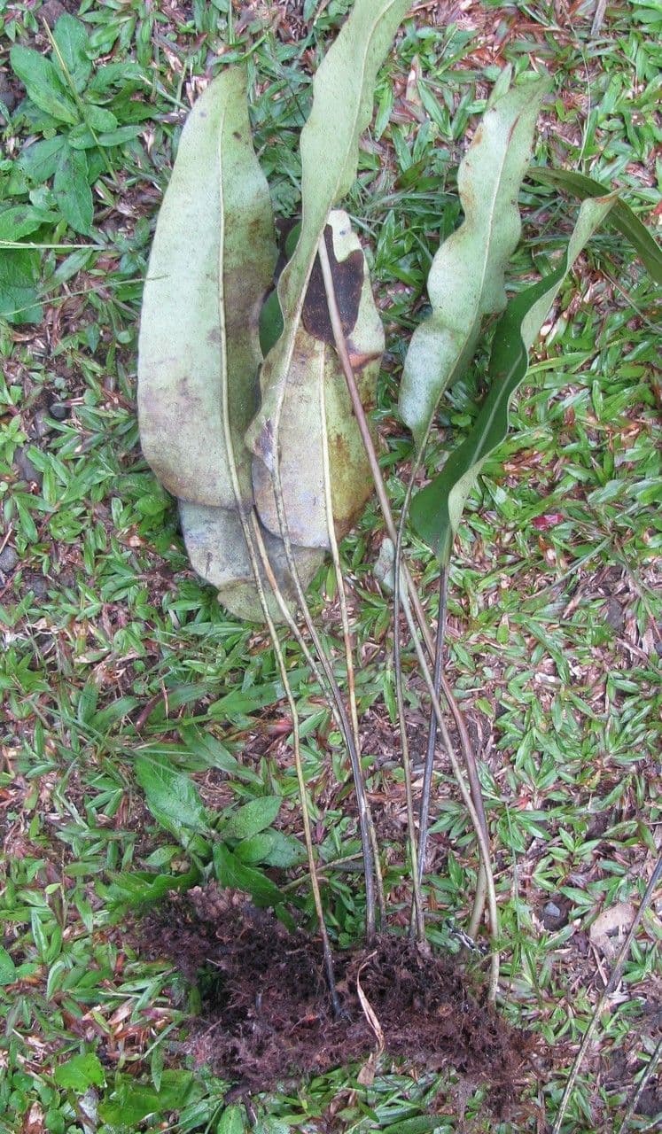Elaphoglossum 2