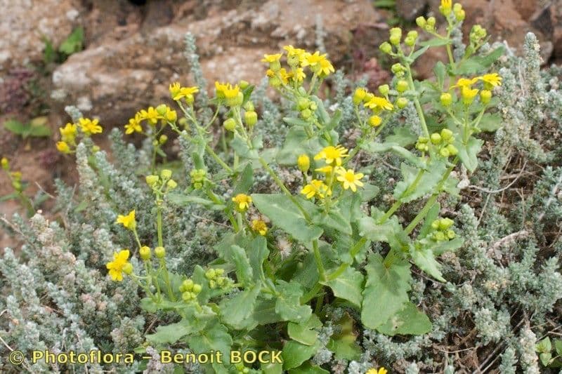 Senecio 4