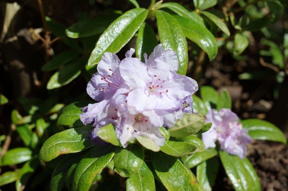 Rododendro 3