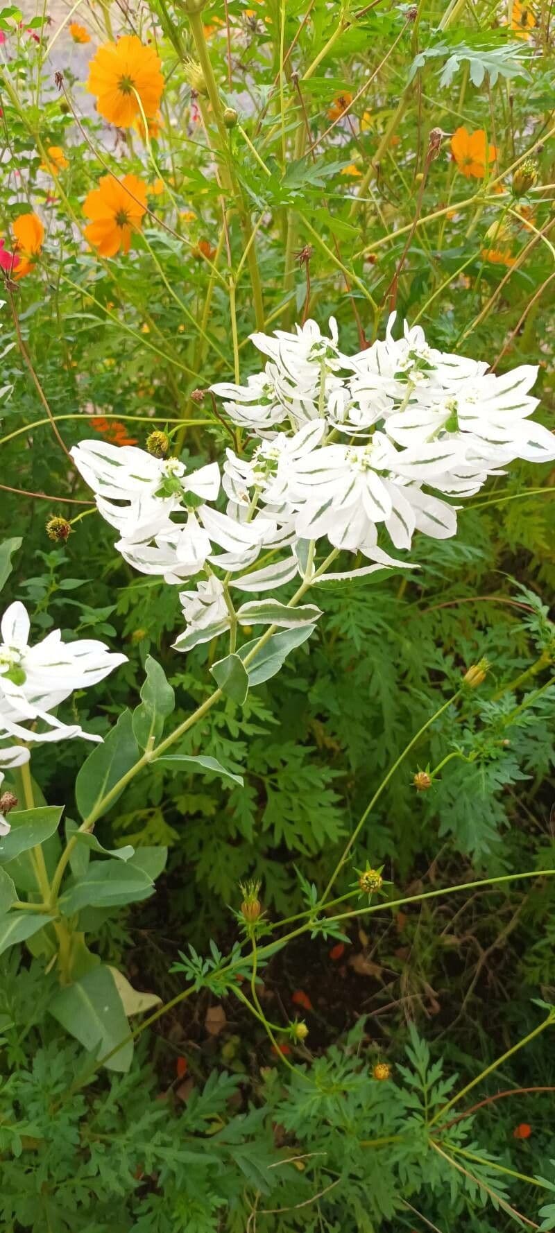 Euforbia marginata 24