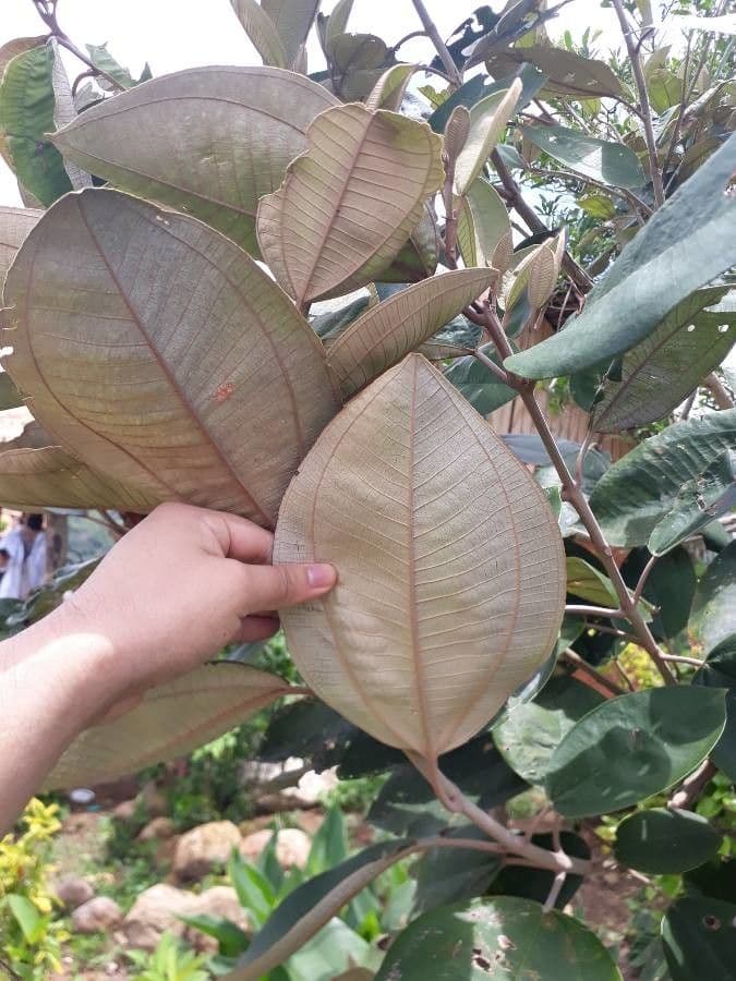Miconia 9