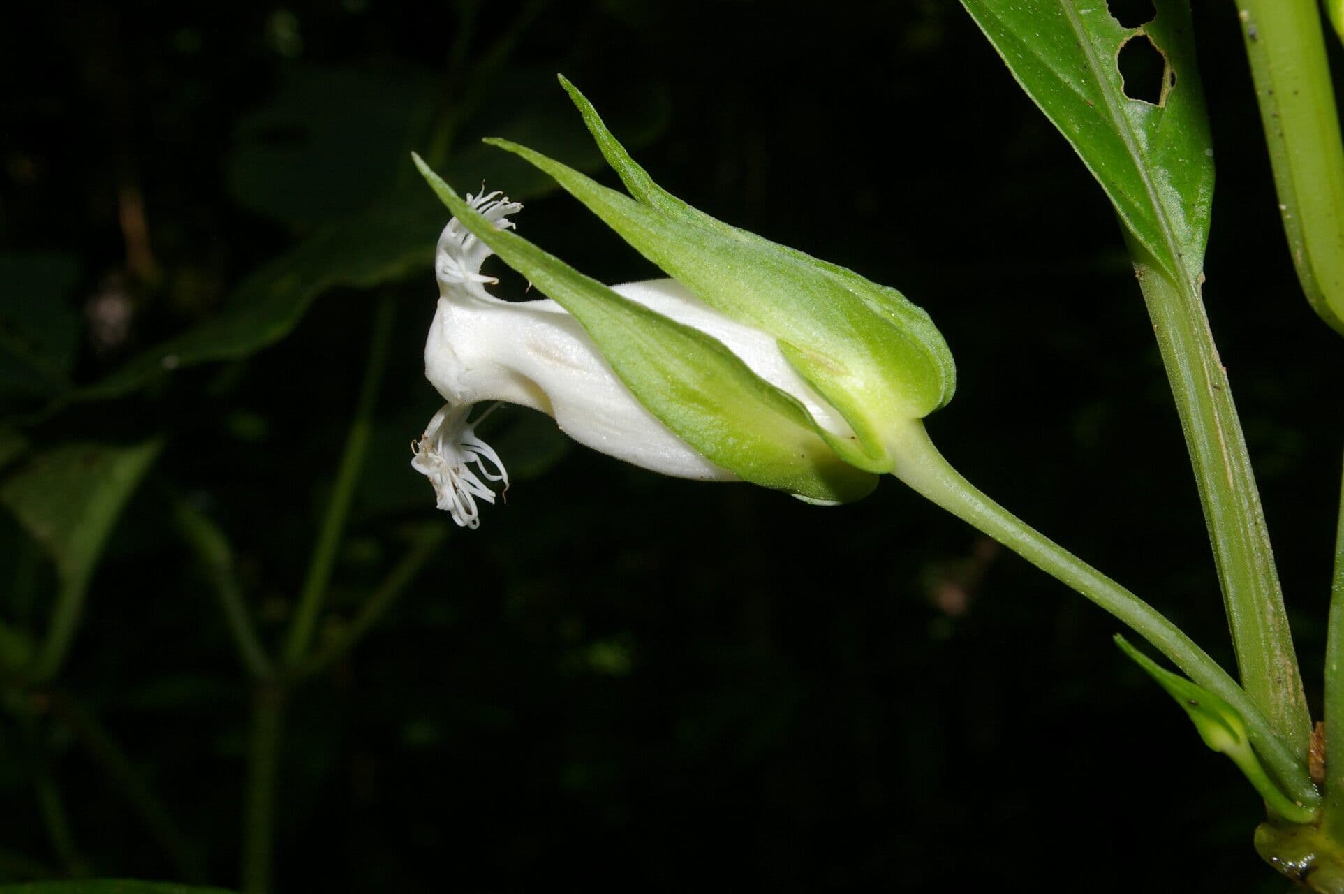 Drymonia 3