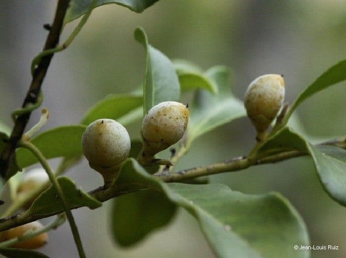Diospyros 5
