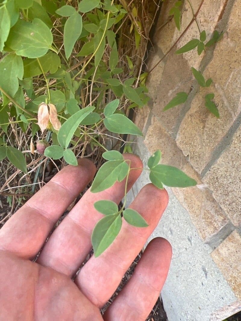 Clematis orientale 14