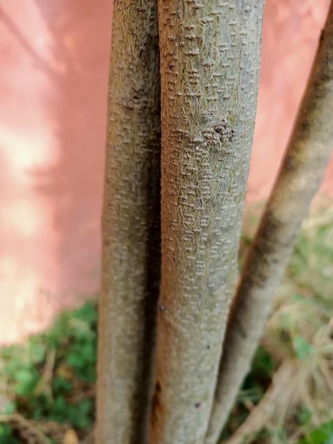 Indaco bastardo 21
