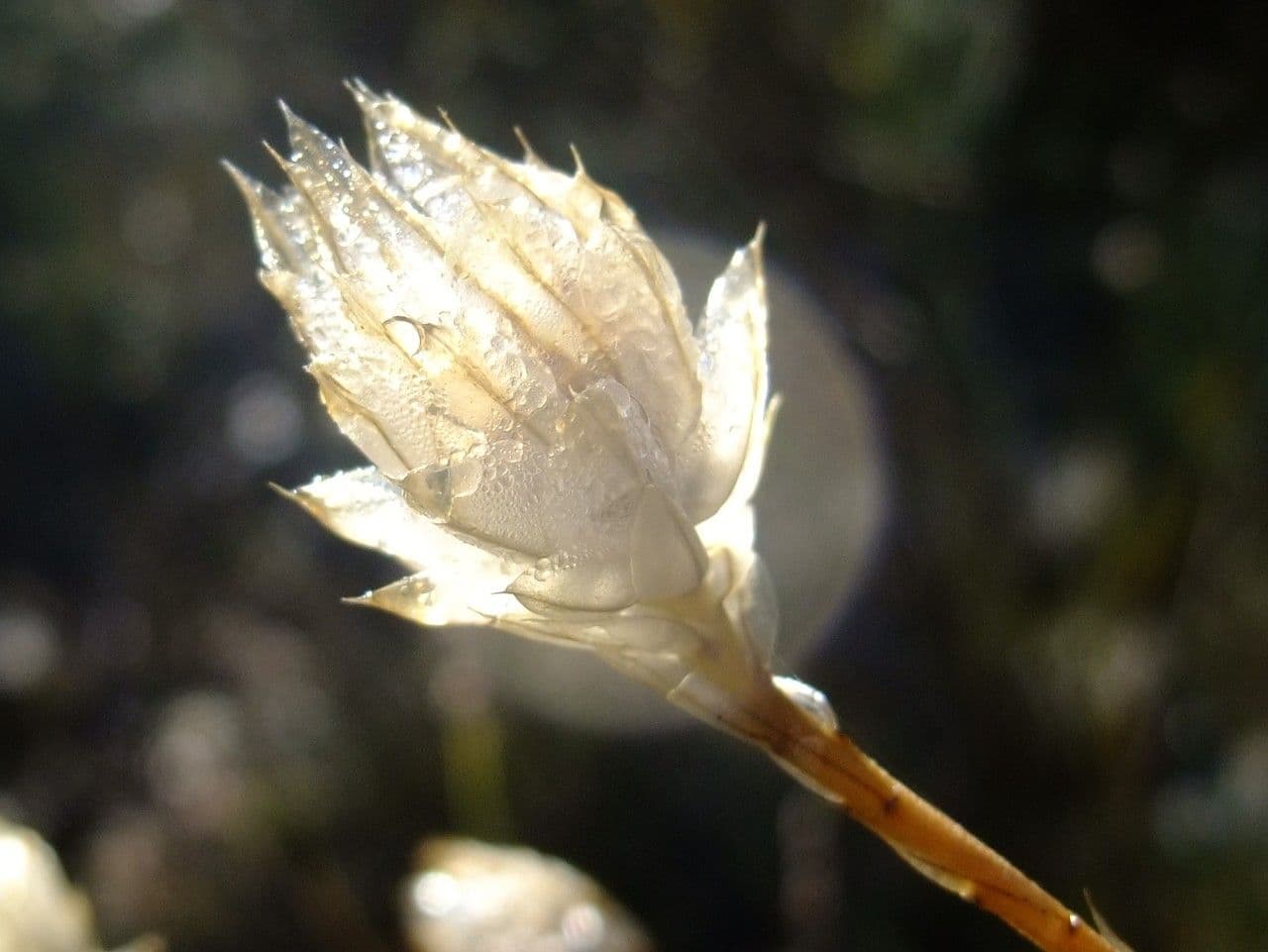 Cupidine azzurra 2
