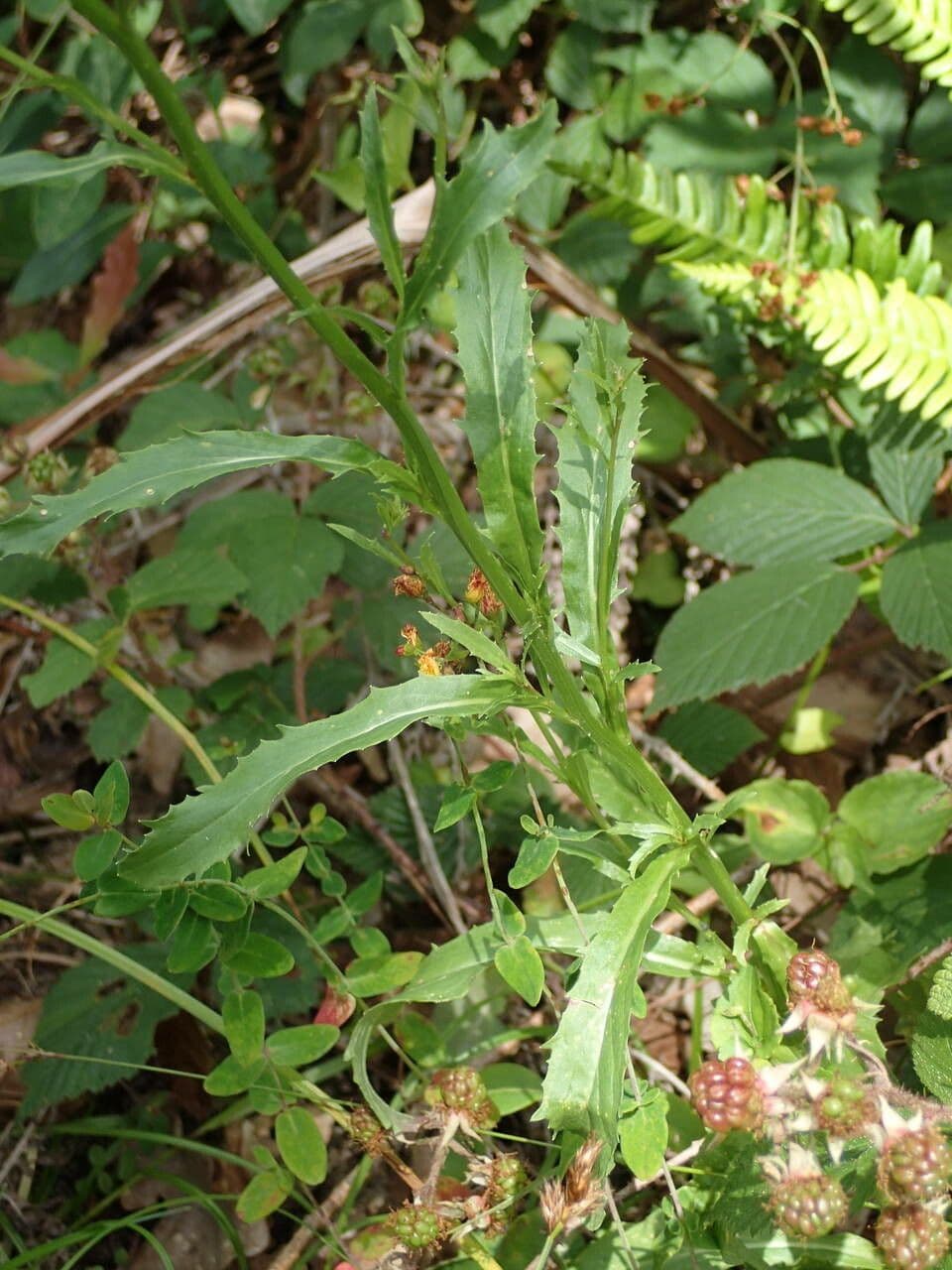 Lobelia urens 16