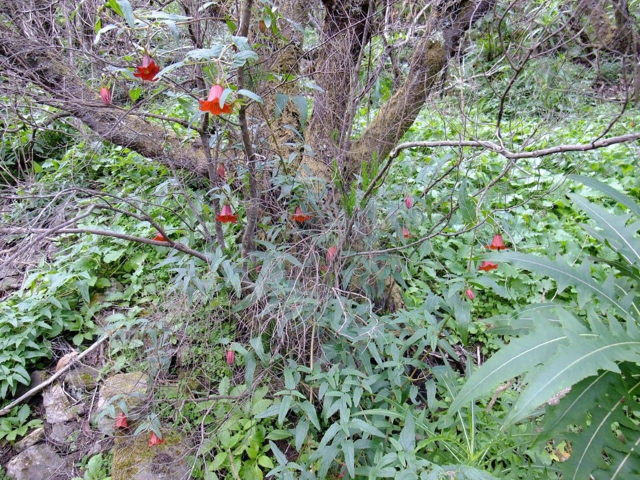 Canary bellflower 13