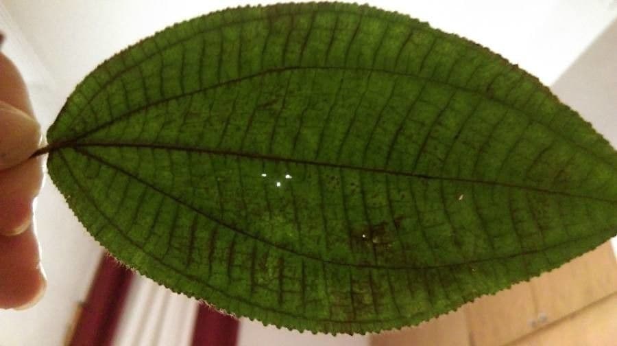 Miconia 6