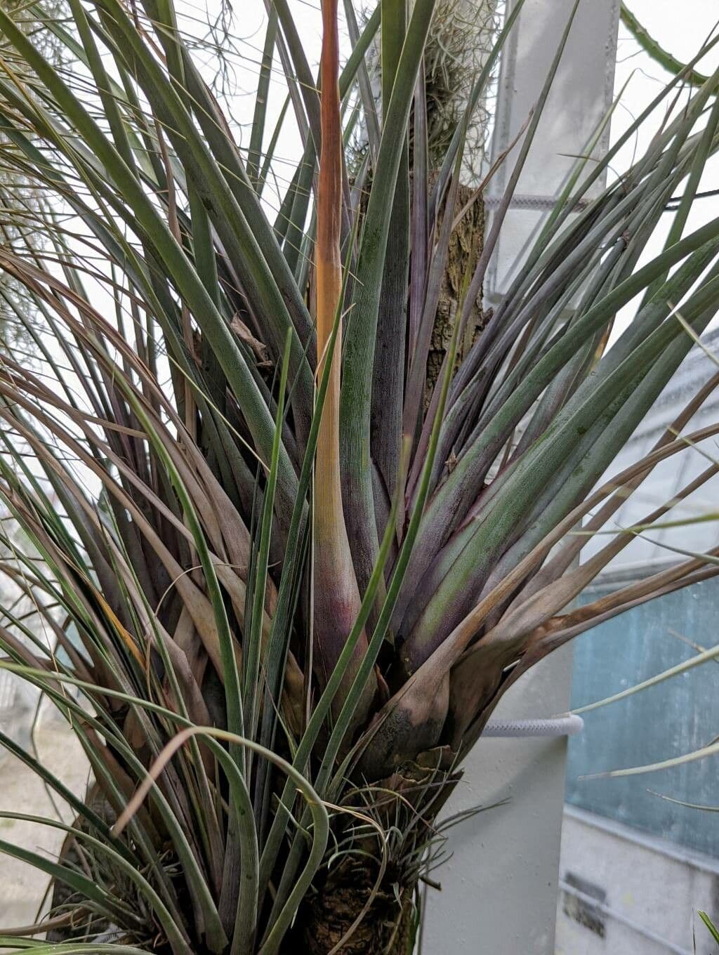 Tillandsia