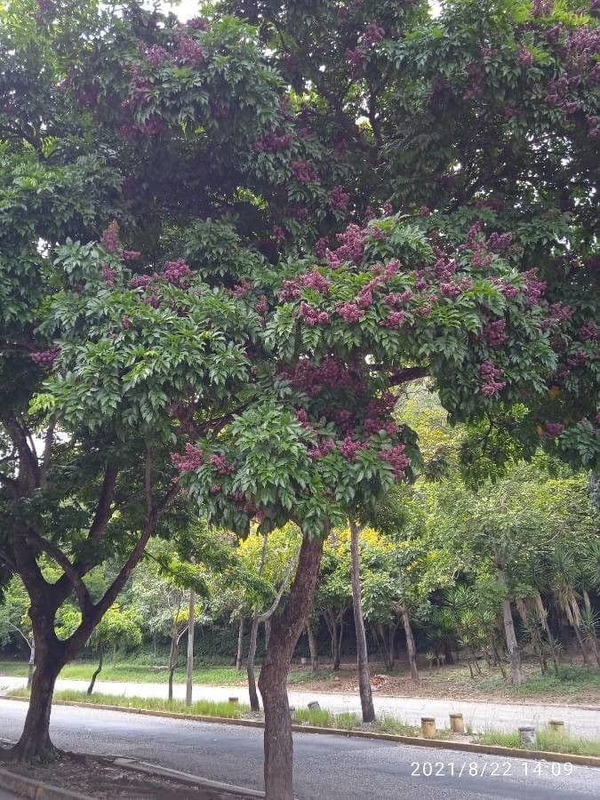 Andira inerme 6