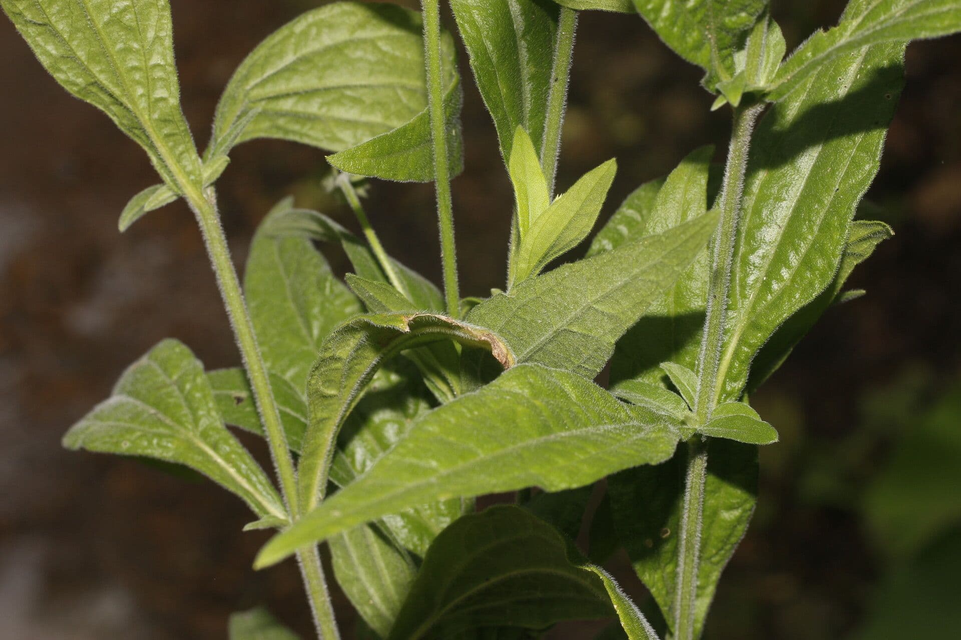 Isocarpha 9