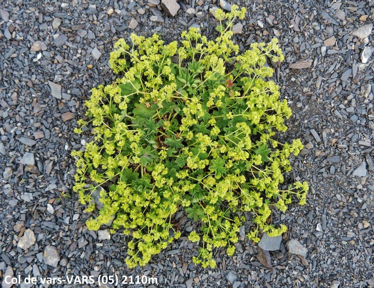 Alchemilla 3
