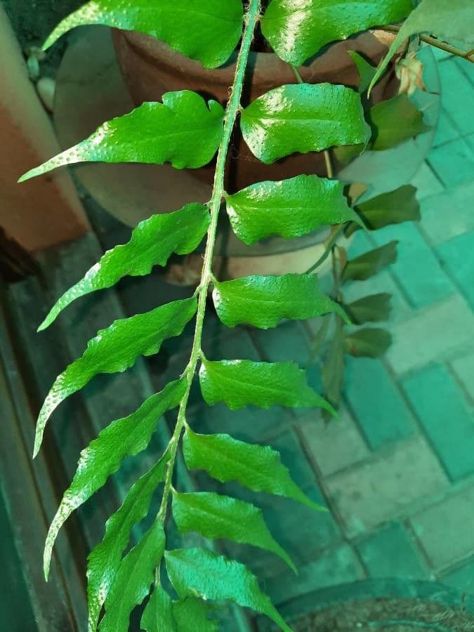 Cyrtomium falcatum 11