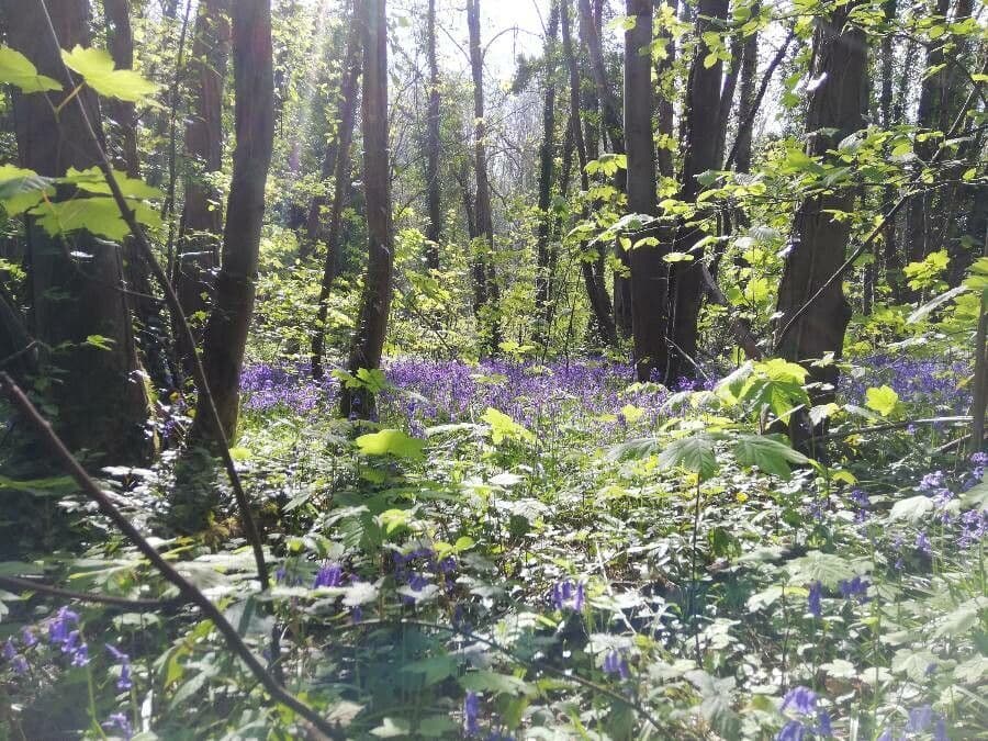 Atlantisches Hasenglöckchen 30